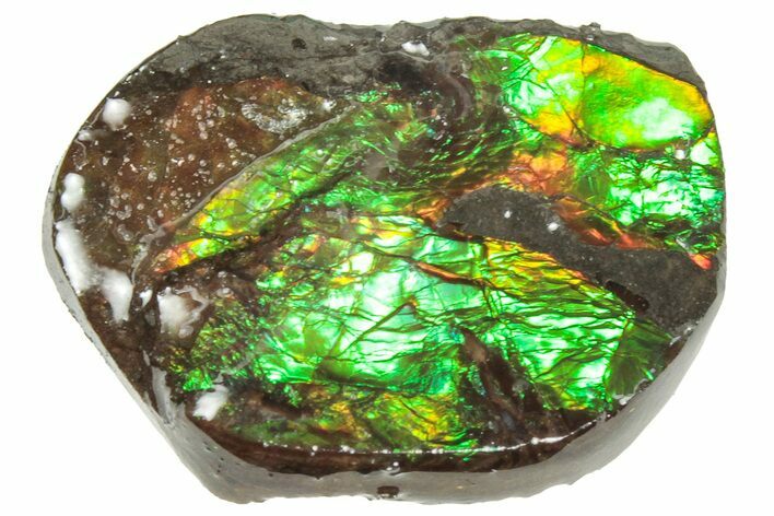 Iridescent Ammolite (Fossil Ammonite Shell) - Alberta #357442